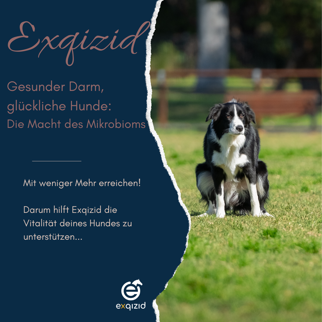 Gesunder Darm, glückliche Hunde: <br>Die Macht des Mikrobioms<br>