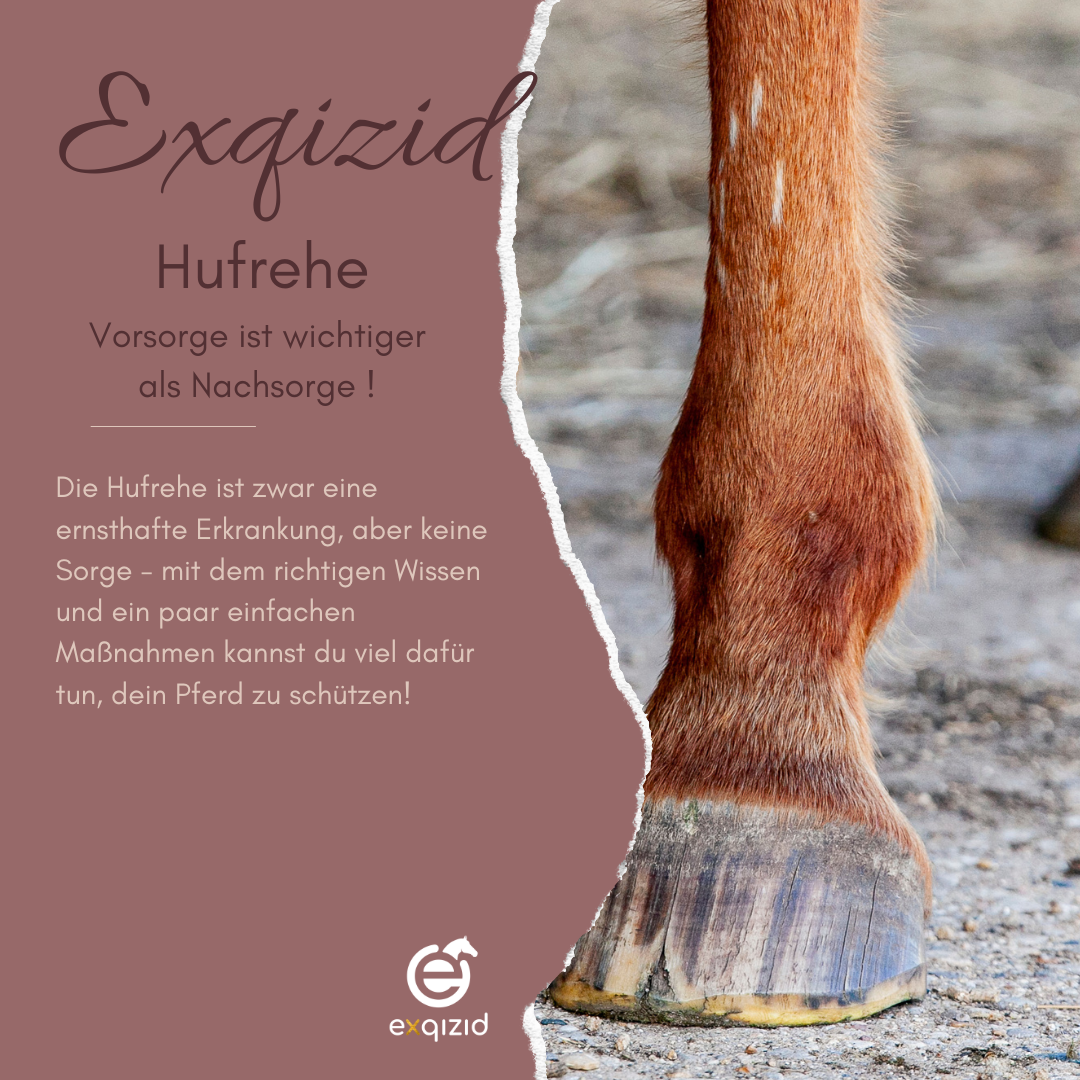 Hufrehe beim Pferd: Erkennen, Vorbeugen und Behandeln