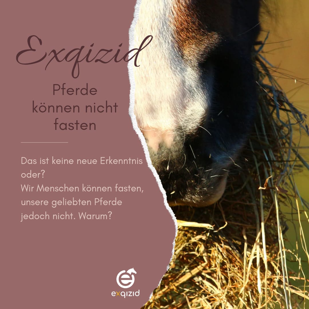 Pferde können nicht fasten