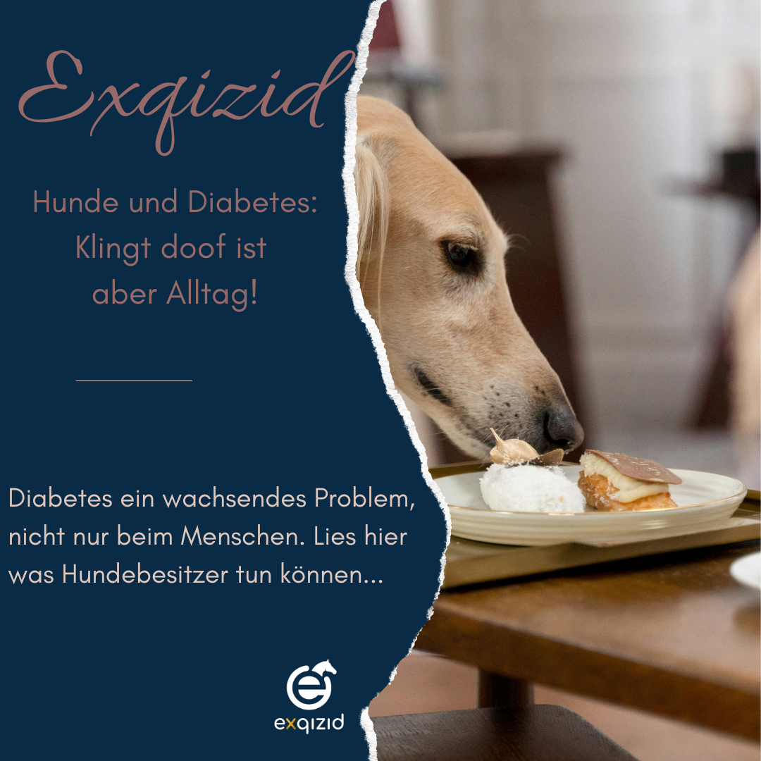 Hunde und Diabetes:<br>Klingt doof ist aber Alltag!<br>