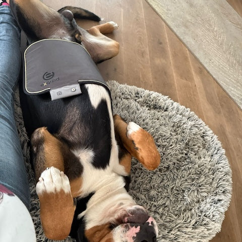 Unser Charly liebt seine Kuschelzeit