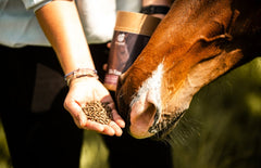 Exqizid Pferd Nahrungsergänzungsmittel Di-Tox